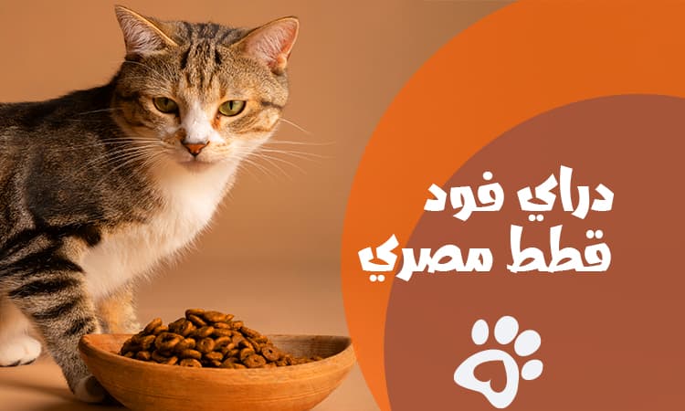 أفضل انواع دراي فود قطط مصري وجودة عالية بأسعار مناسبة