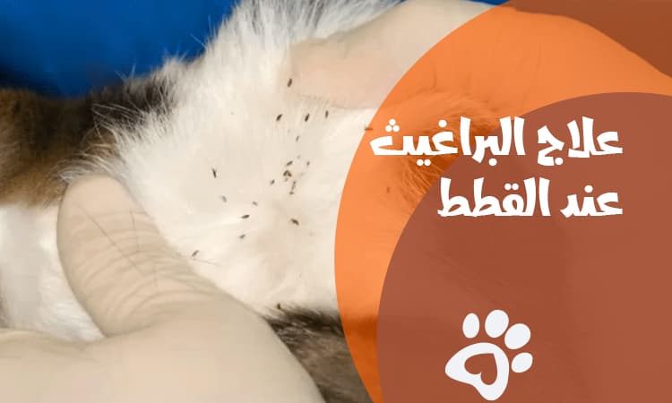 علاج البراغيث عند القطط: أفضل الطرق للقضاء على البراغيث