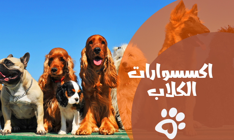 احدث اكسسوارات الكلاب لعام 2026