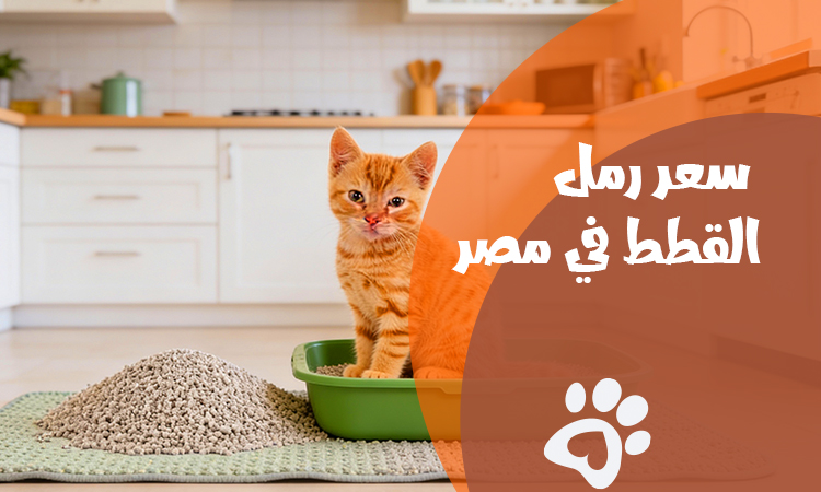 سعر رمل القطط في مصر 2026 | أفضل الأنواع والعوامل المؤثرة